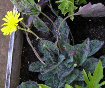 Hieracium_maculatum_leopard_004_kl.jpg