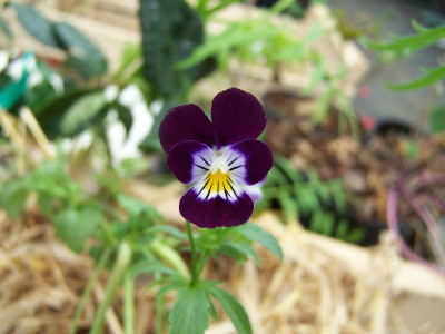 100_3178_VIOLA_tricolor__dark___800.jpg