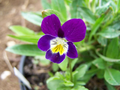 100_3187_Viola_tricolor__2____800.jpg