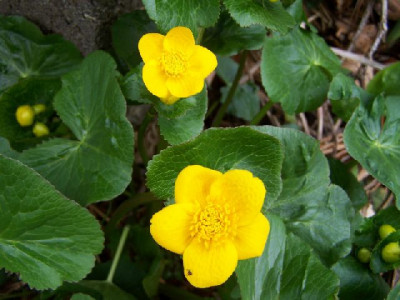 100_3202_CALTHA_palustris____640.jpg