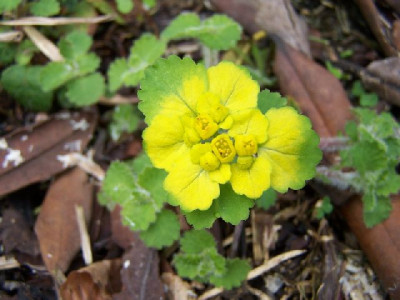 100_3199_CHRYSOSPLENIUM_davidianum____640.jpg