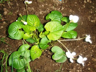 Viola_cornuta_Alba.jpg