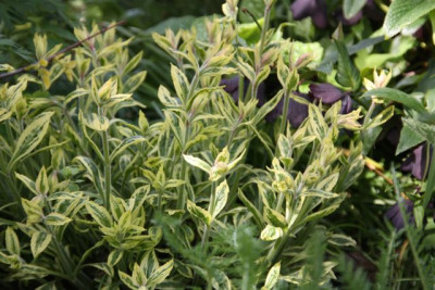 Lychnis.jpg