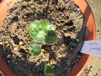 Hepatica_yamatama.jpg
