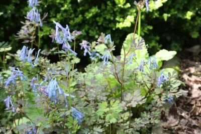 Corydalis_Purple_Leaf.jpg