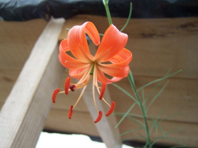 100_3172_LILIUM_davidii_____800.jpg