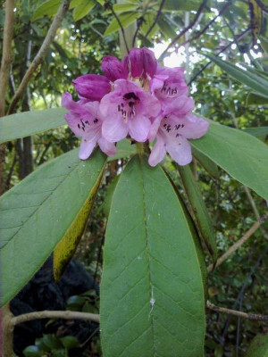 Kopie_von_140520102613R.glischrum_C.W.Yunnan.jpg