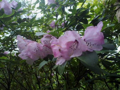 Kopie_von_140520102599R.oligocarpum_Guiz_148.jpg