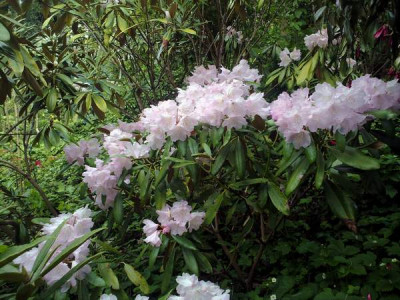 Kopie_von_140520102596R.degronianum_ssp.degronianum_Nishishongi_Pen.jpg