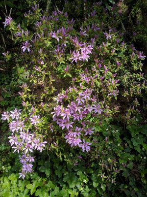 Kopie_von_140520102617R._macrosepalum_Koromo_Shibiku.jpg