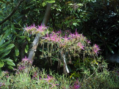 Kopie_von_140520102618R._macrosepalum_Linearifolium.jpg