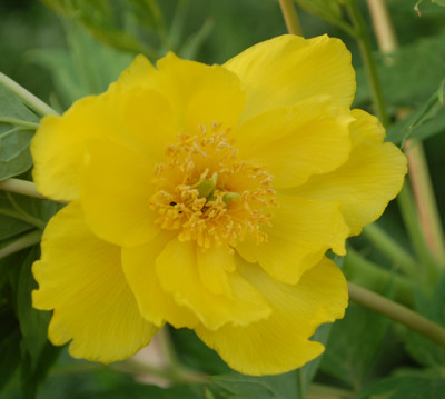 P._delavayi_f._lutea_Bluete_0021__47057.jpg