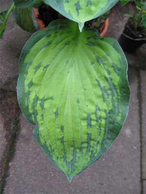 hosta_aquarell.jpg