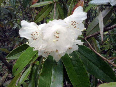 Kopie_von_140520102648R.argyrophyllum_ssp.hypoglaucum.jpg