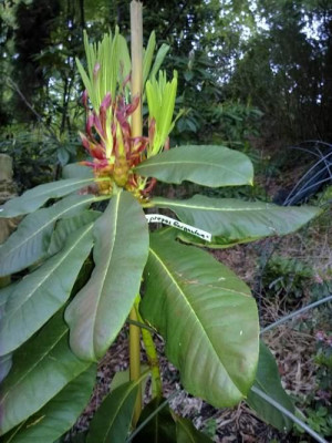 Kopie_von_140520102678R.decorum_ssp._diaprepes_Gargantua.jpg
