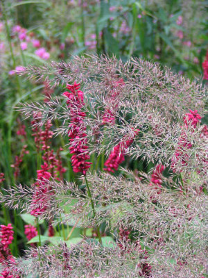 calamagrostis_braychtr_polygonum_bearb.jpg