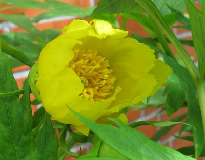Paeonia_ludlowii_1__800x600.jpg