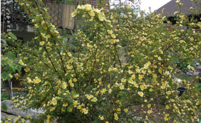 Rosa_hugonis_0010__64964.jpg