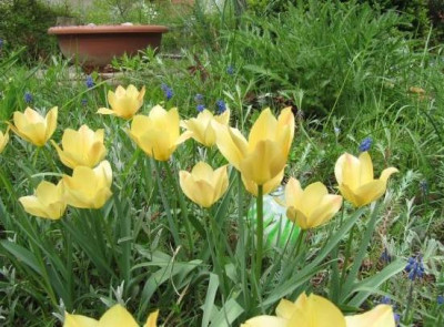 Tulipa_batalina_100510_1.jpg