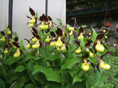 DSCF1156.JPG