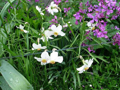 narcissus-poeticus-axel.jpg