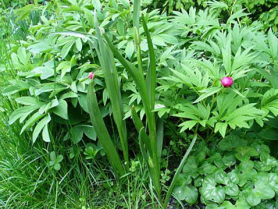 T.sprengeri2010ax.jpg