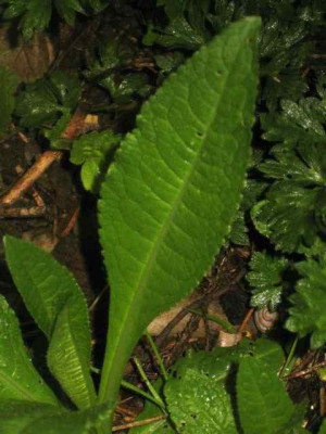 Stachys_Hummelo_IMG_5573.jpg