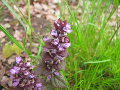 Ajuga_rosa_ue.jpg