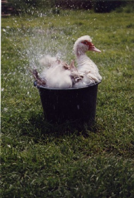 ente_i._dusche.jpg