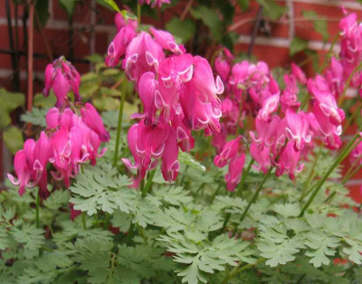 Dicentra_Candy_Hearts_2009.jpg
