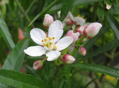 Choysia_ternata_Aztec_Pearl_800x600.jpg