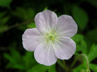 maculatum_blute.jpg