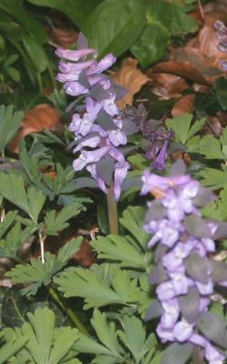 Corydalis_cava002.jpg