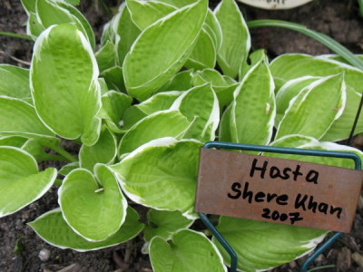 Hosta_Shere_Khan.jpg