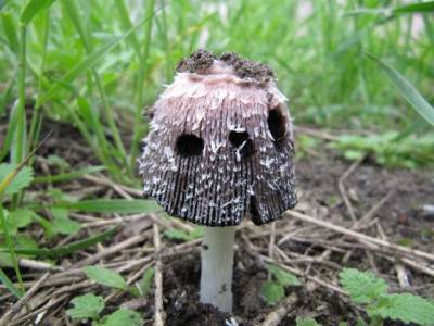 Pilz_100514.jpg
