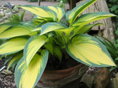Hosta_Remember_Me.jpg