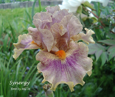 Synergy-IMGP5798.jpg
