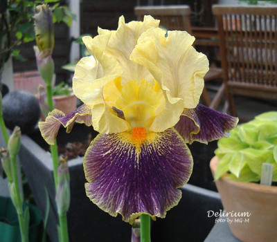 Delirium-IMGP5808.jpg