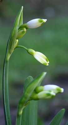 Leucojum_1_2.jpg