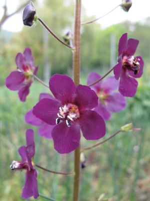 verbascum_phoeniceum.jpg