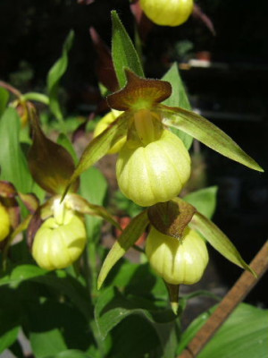 DSCF0987.JPG