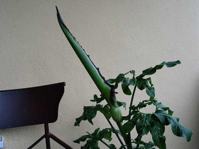 dracunculus-axel1.jpg