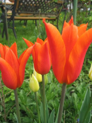 Tulpen_2010_2.jpg