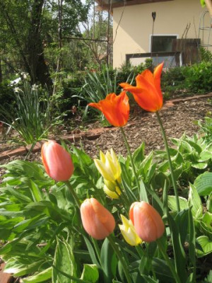 Tulpen_2010_3.jpg