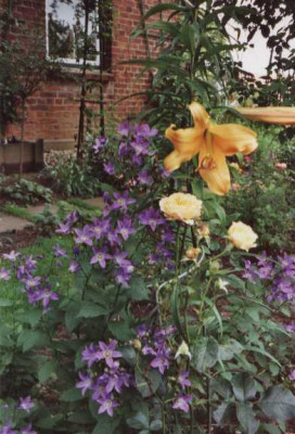 Campanula_lactiflora_superba.JPG
