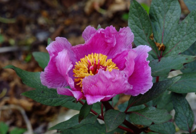 DSCF0659_ePaeonia_cambessedesii.JPG
