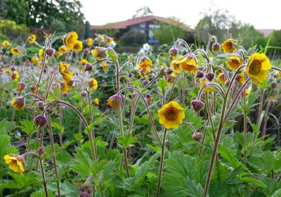 Geum_Gelbe_Sc_hwesterganz.jpg