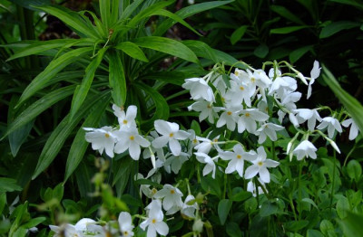 DSCF0658_ePflox_stolonifera_Alba.JPG