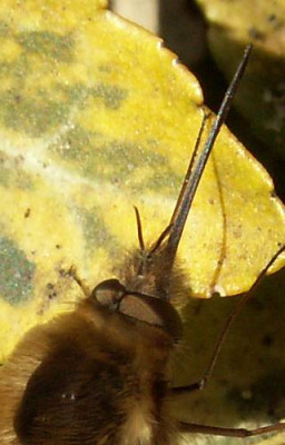 Bombylius_major_-_Wollschweber_05.jpg