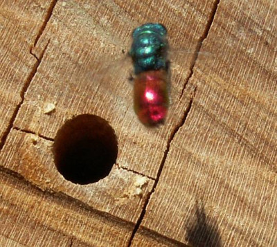 Chrysis_ignita_-_Goldwespe_06.jpg